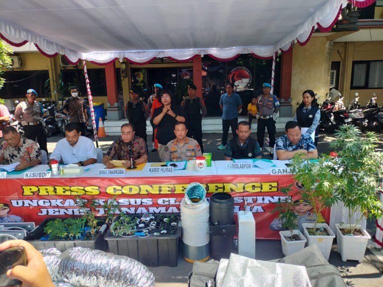 Polda Bali Bongkar Kebun Ganja Pasutri WNA yang Terorganisir