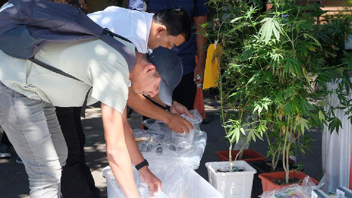 Polisi Buru WNA Pemasok Ganja Hidroponik di Bali