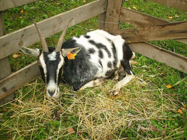 5 Fakta Menarik Kambing Alpen, Sumber Susu Berkualitas