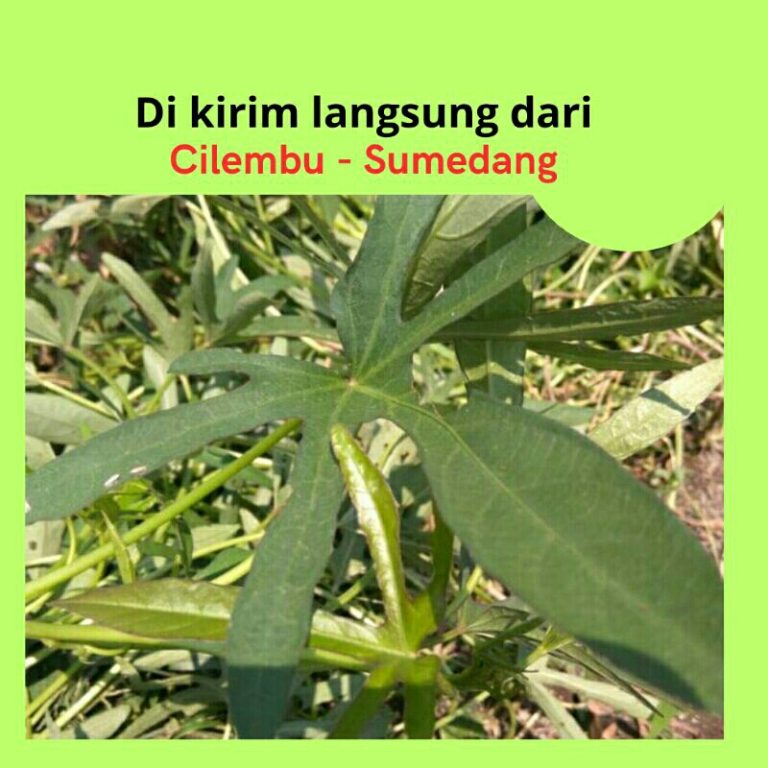Polres Sumedang Tanam 15 Ribu Bibit Ubi Cilembu di Polybag