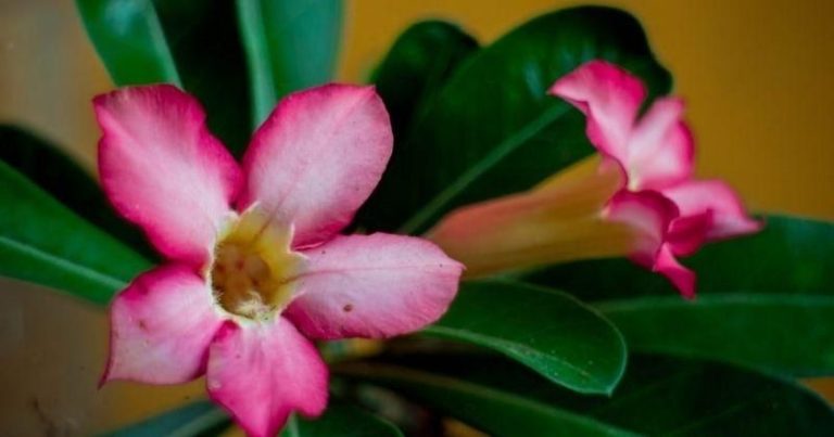 Pohon Kamboja dalam Feng Shui: Baik atau Buruk?