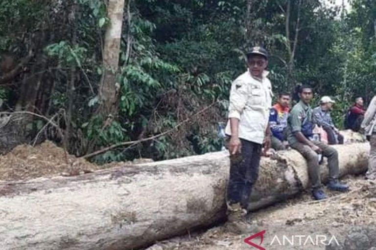 KDM Akan Terbitkan Larangan Penebangan Hutan di Jabar, Ajak Pengambil Keputusan Bertobat