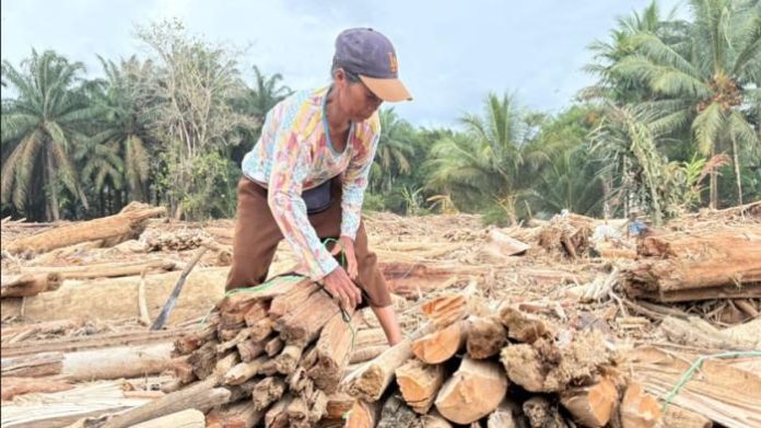 Attachment for Respons DPR, Warga Manfaatkan Kayu Sisa Banjir yang Bernilai Ekonomis, Alex: Tidak Boleh