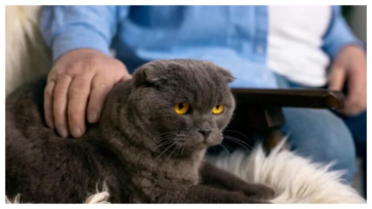 Pegawai Malaysia dihina atasan karena ambil cuti setengah hari untuk menguburkan kucing