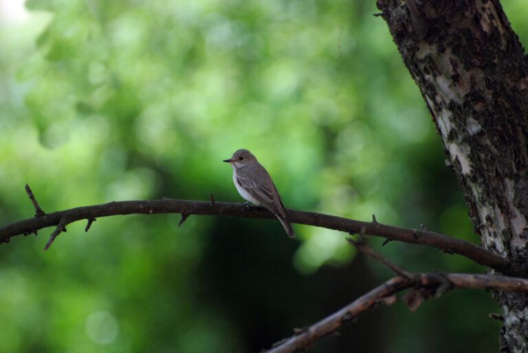 Burung Pemakan Ikan Berwarna Cerah di Alam Liar