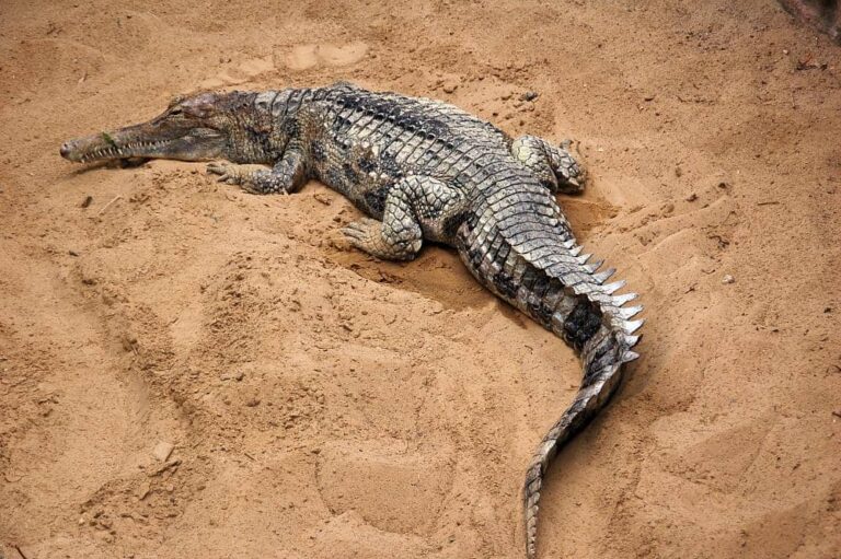5 Fakta Menarik Buaya Senyulong, Hewan Pemalu dengan Mulut Panjang